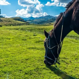 Horseback Riding